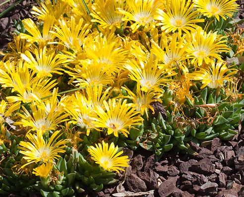 Delosperma basuticum