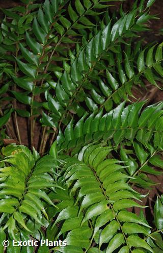 Cyrtomium falcatum