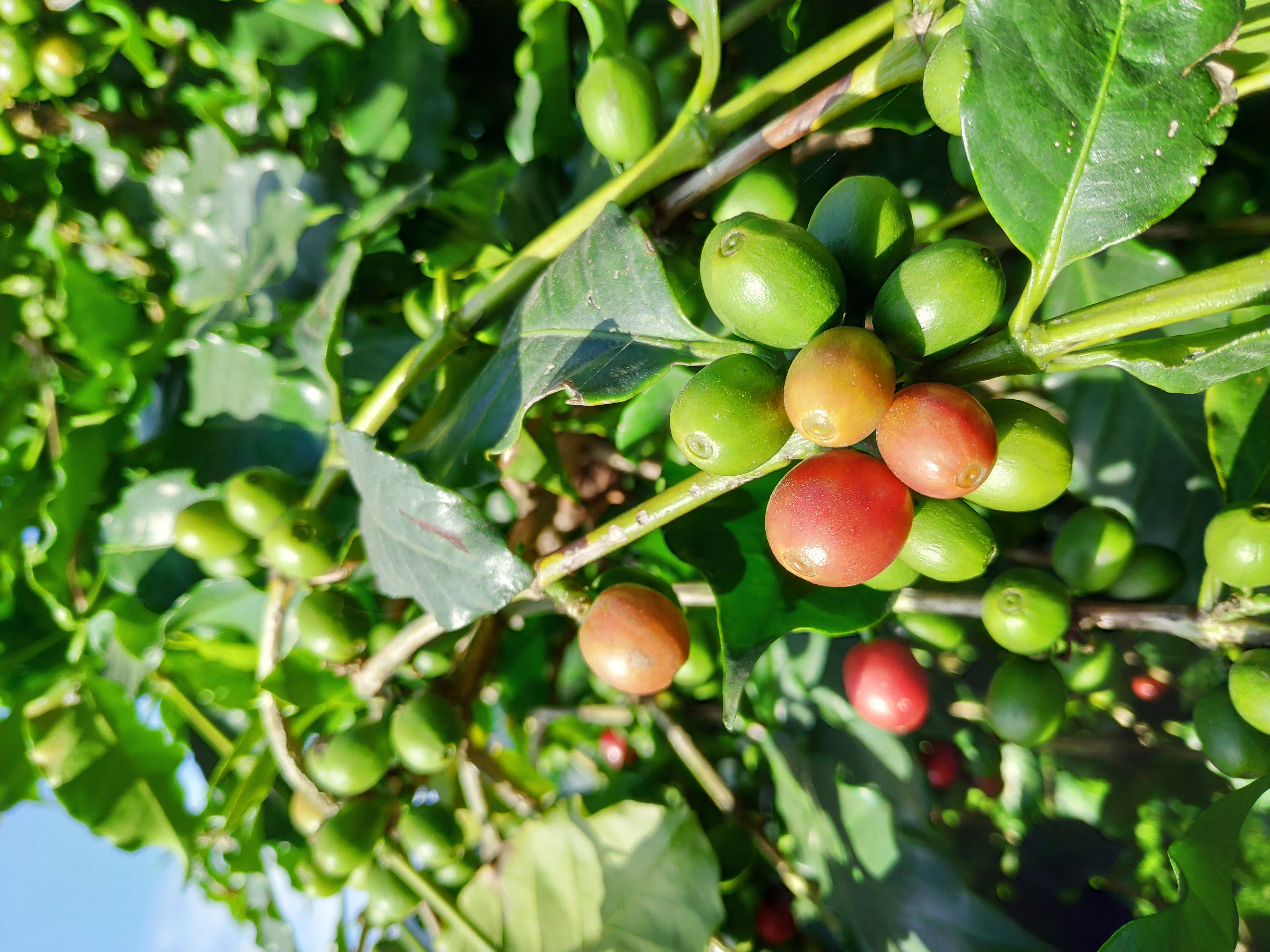Coffea arabica