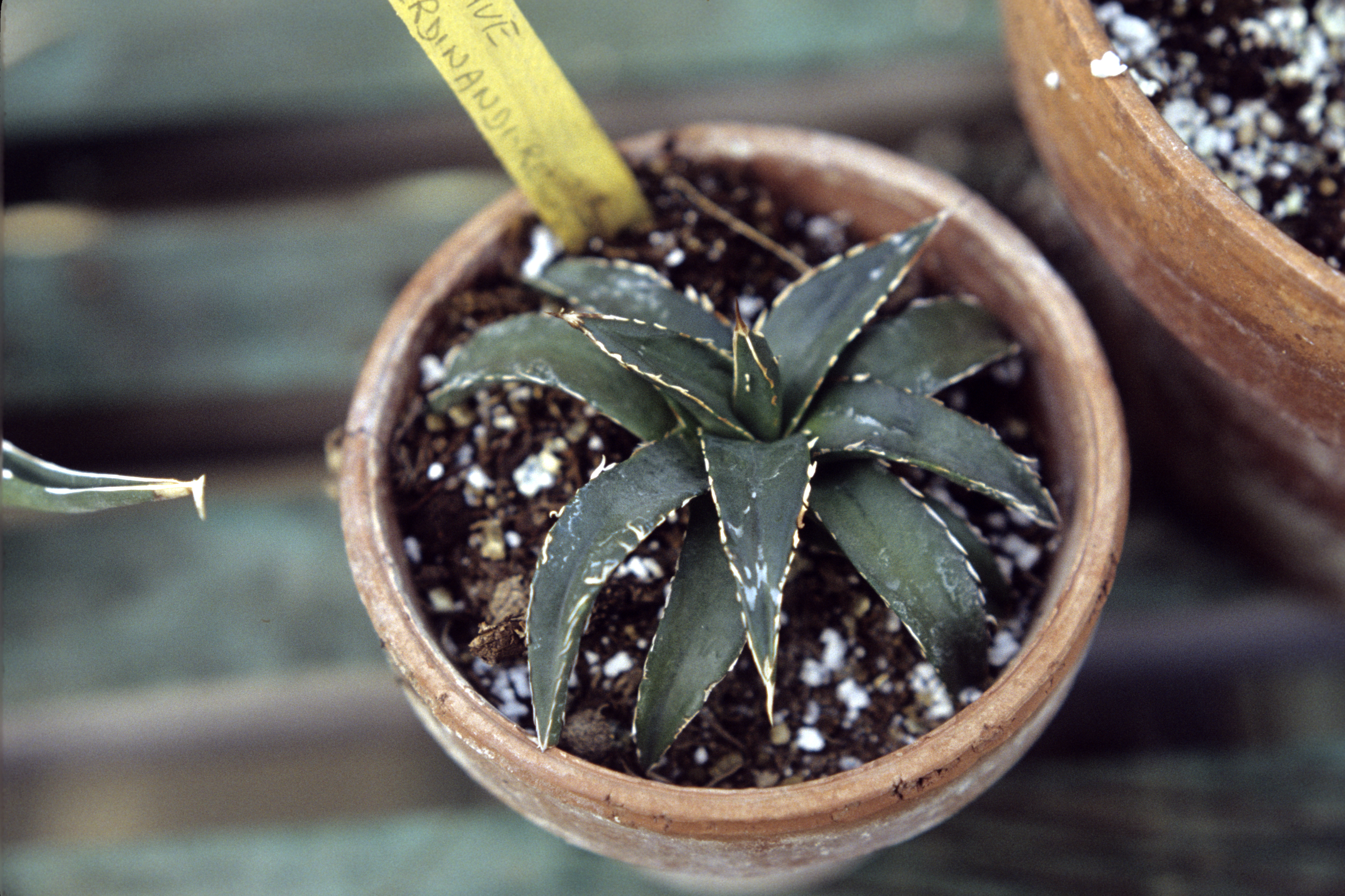 Agave ferdinandi regis