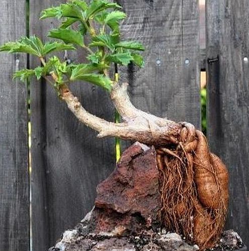 Cyphostemma woodii