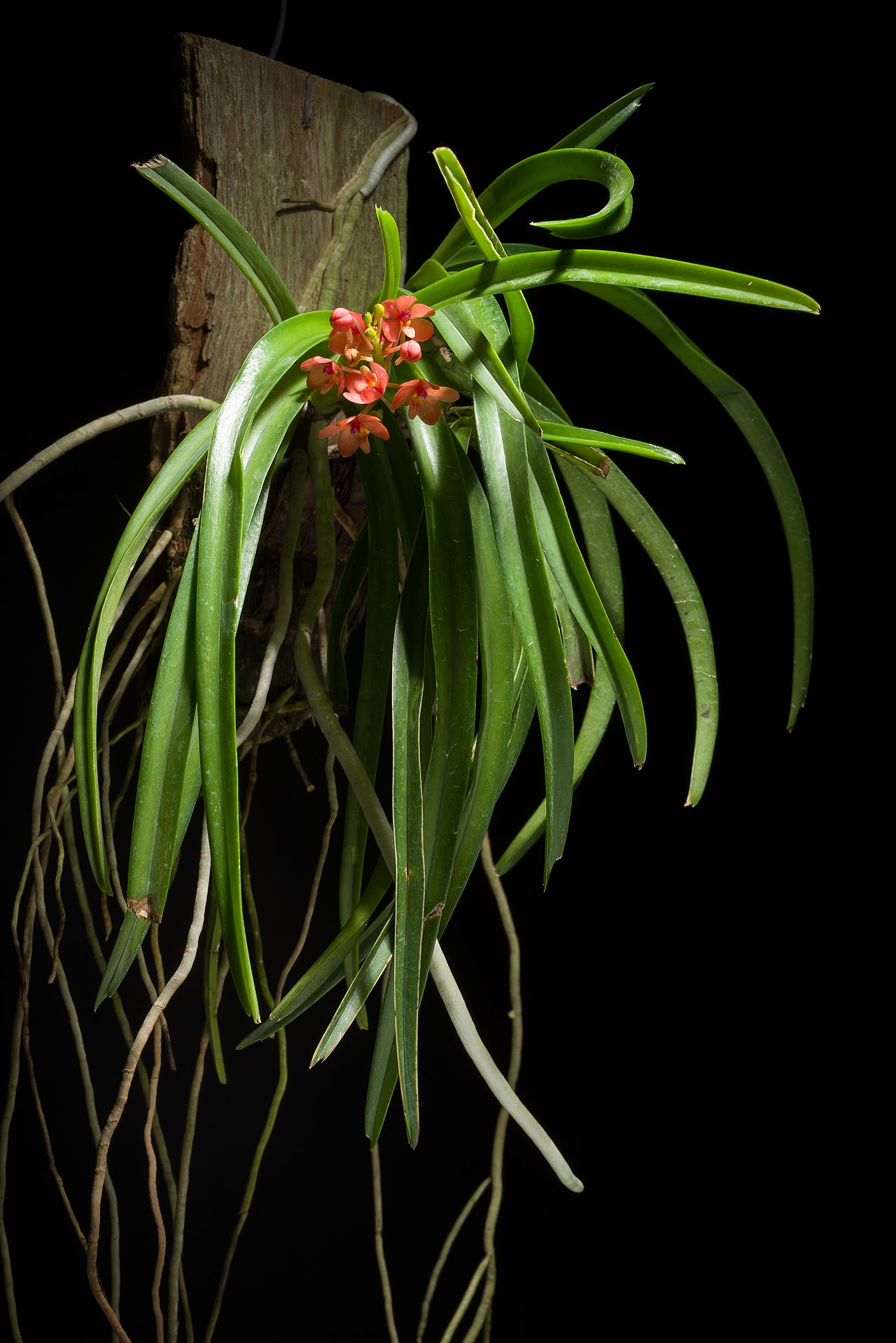 Ascocentrum miniatum
