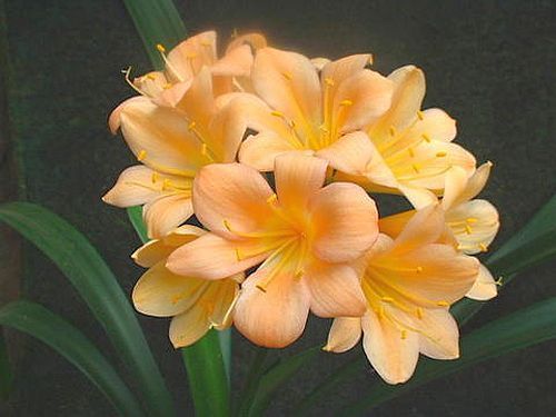 Clivia peach219