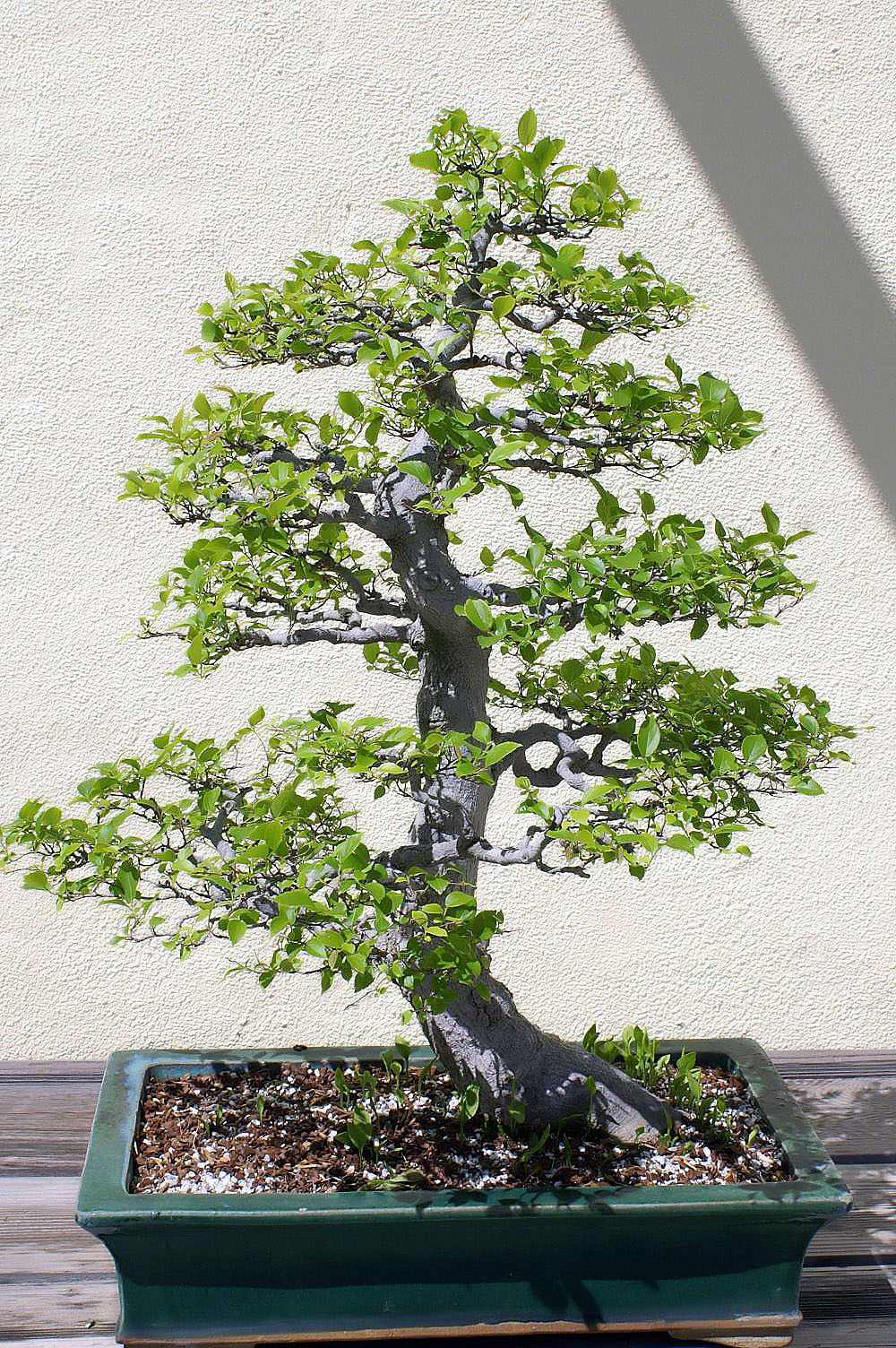 Celtis sinensis