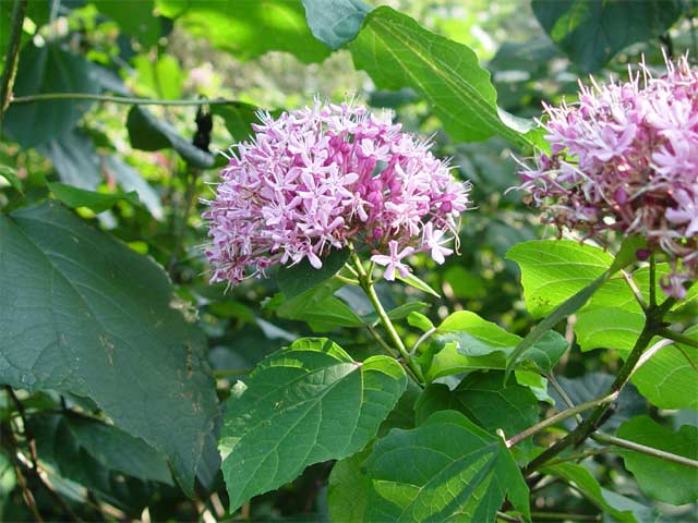 Clerodendron bungei