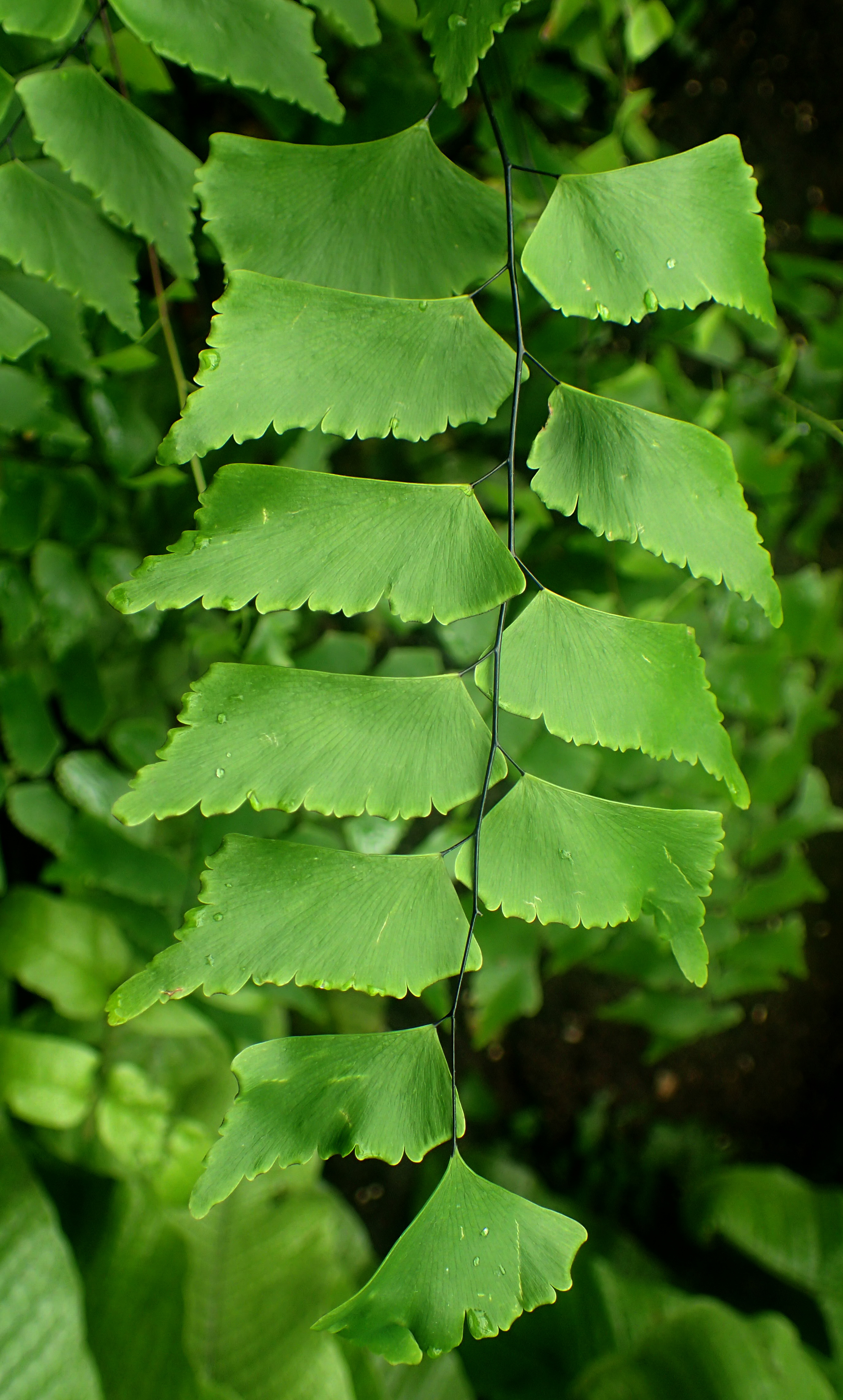 Adiantum trapeziforme