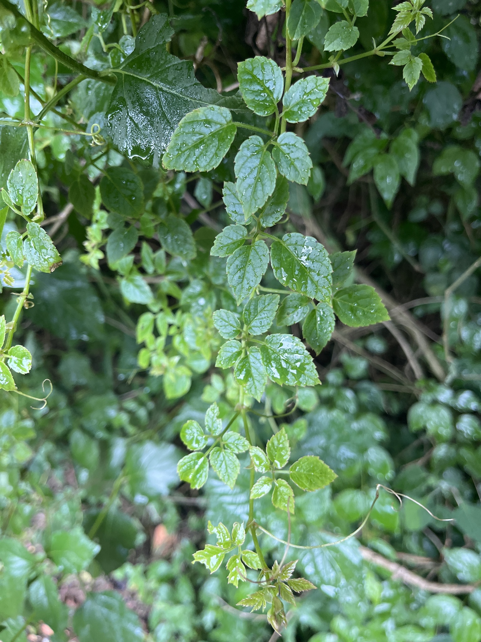 Cyphostemma adenocaule