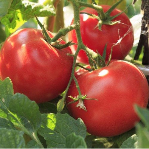 Tomate Bonny Best Samen