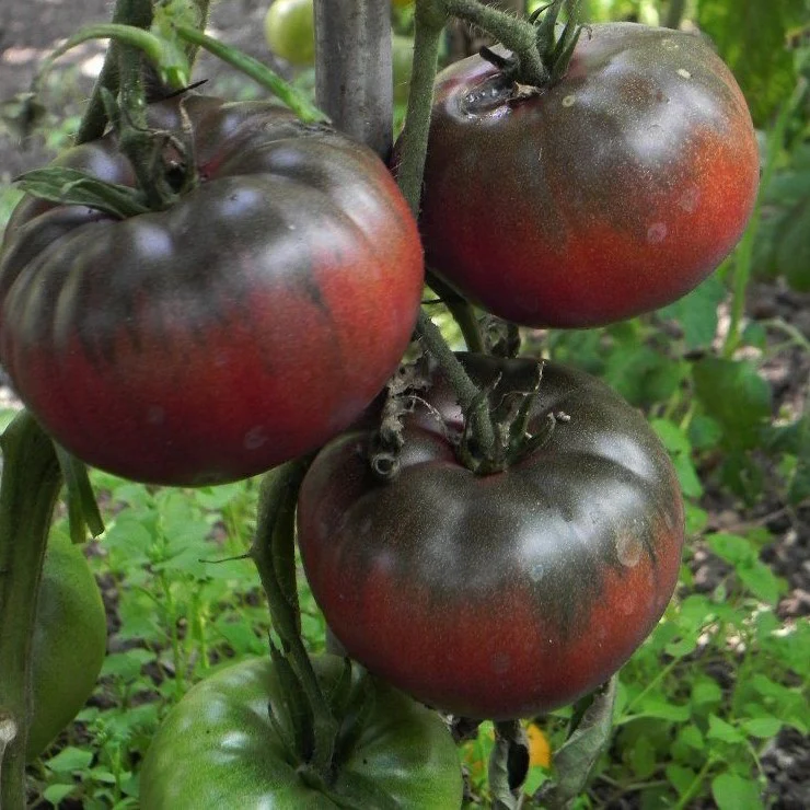 Tomate Black Krim