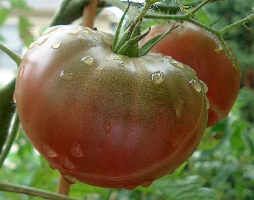 Tomate Black from Tula
