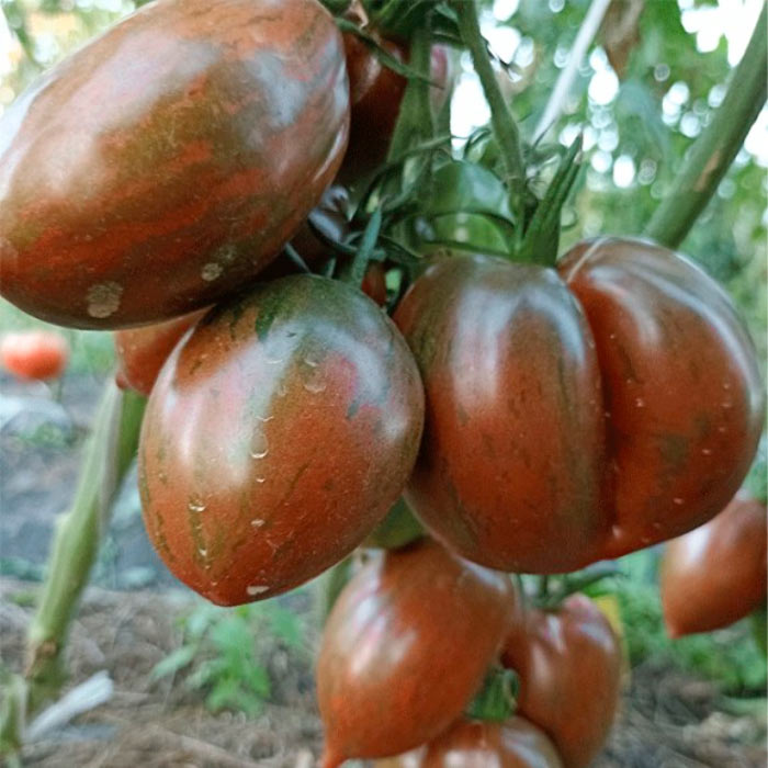 Tomate Brandywine Black Organic