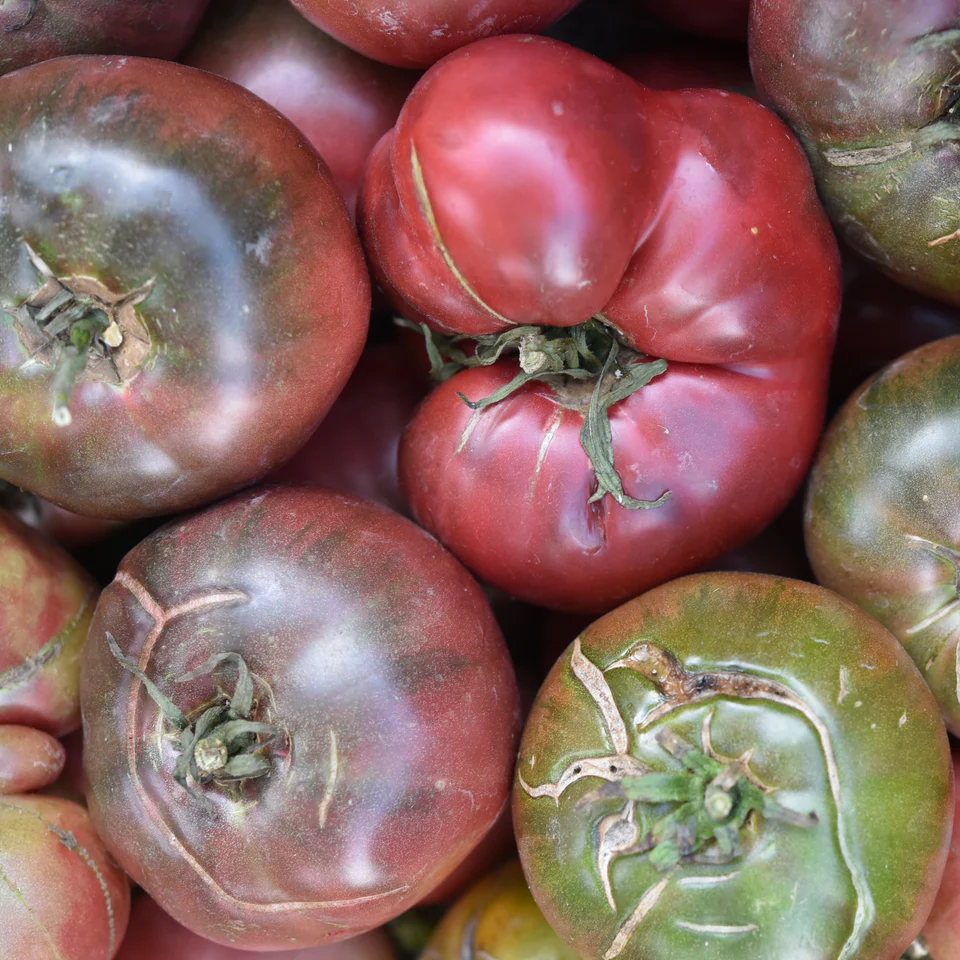 Tomate Cherokee Purple