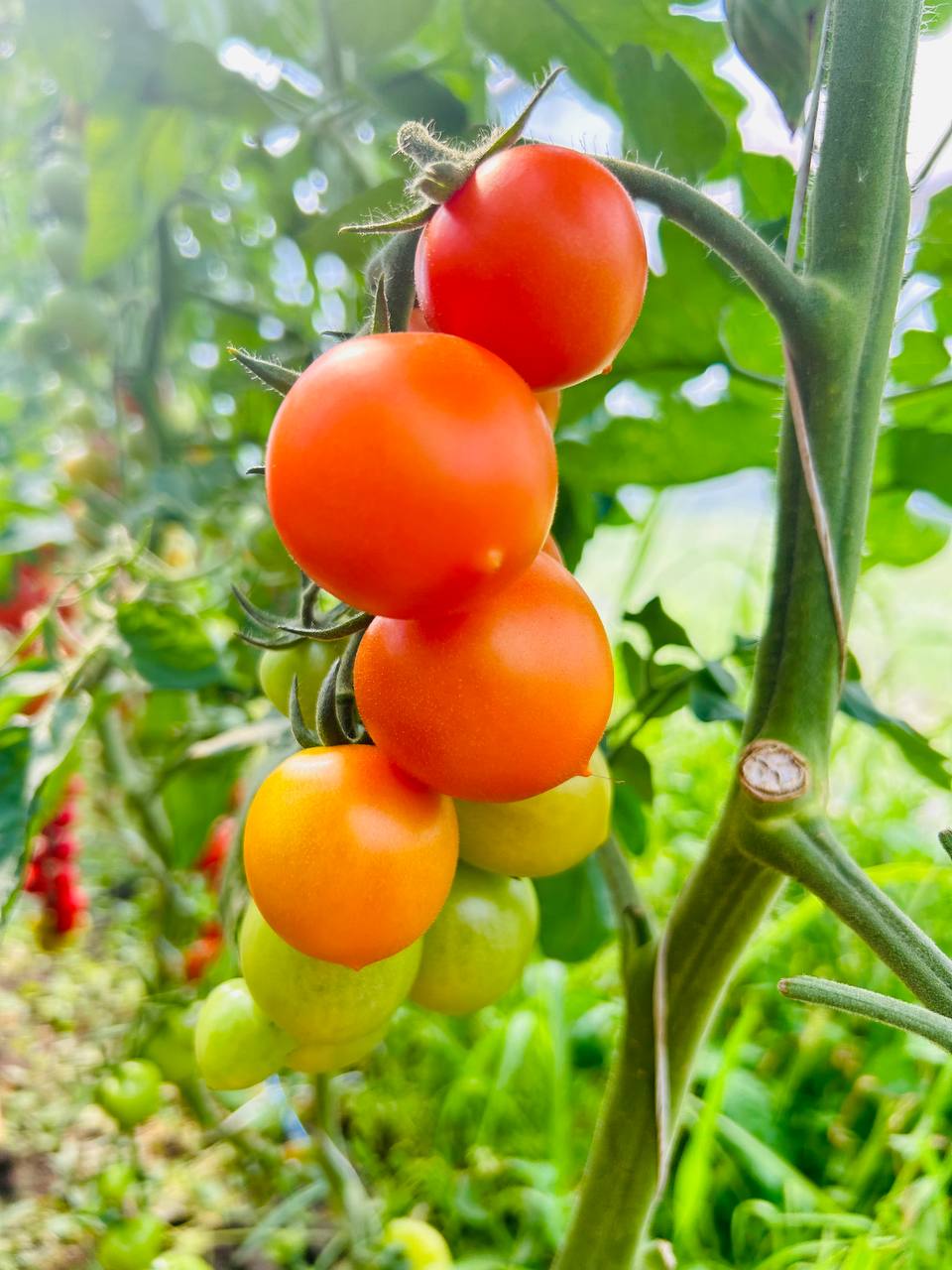 Tomate Cherry Gold Nugget